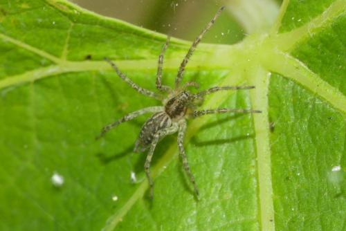 Allagelena gracilens